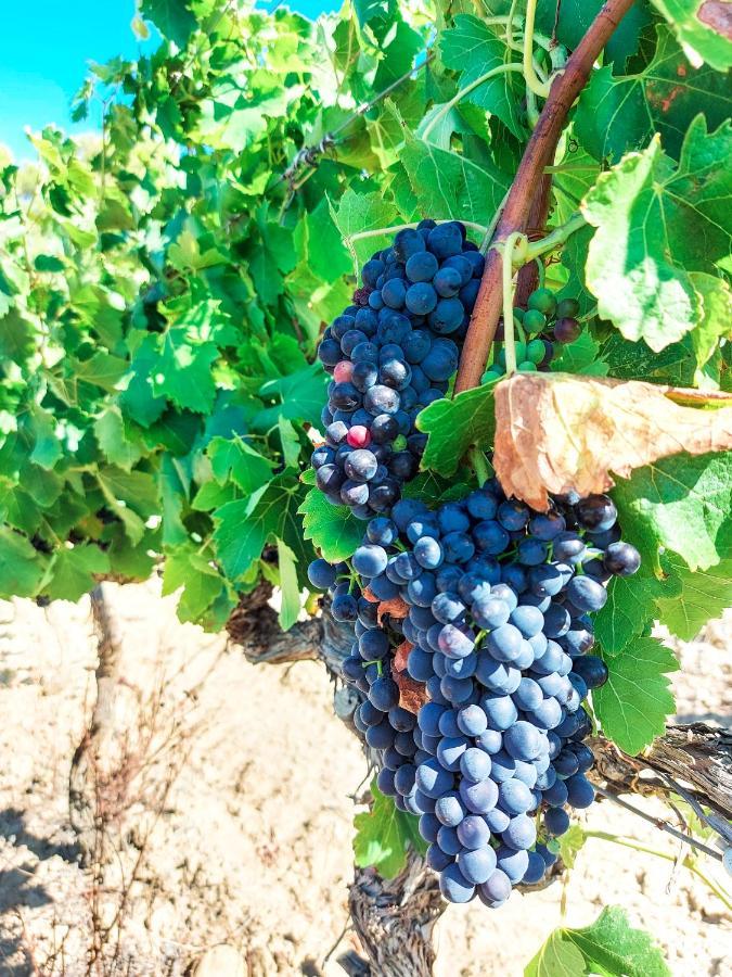 جرْويسا Chateau Le Bouis المظهر الخارجي الصورة